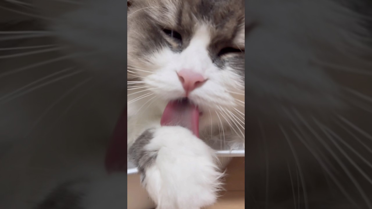 猫の手洗いと洗顔　もふもふサイベリアン　癒やし
