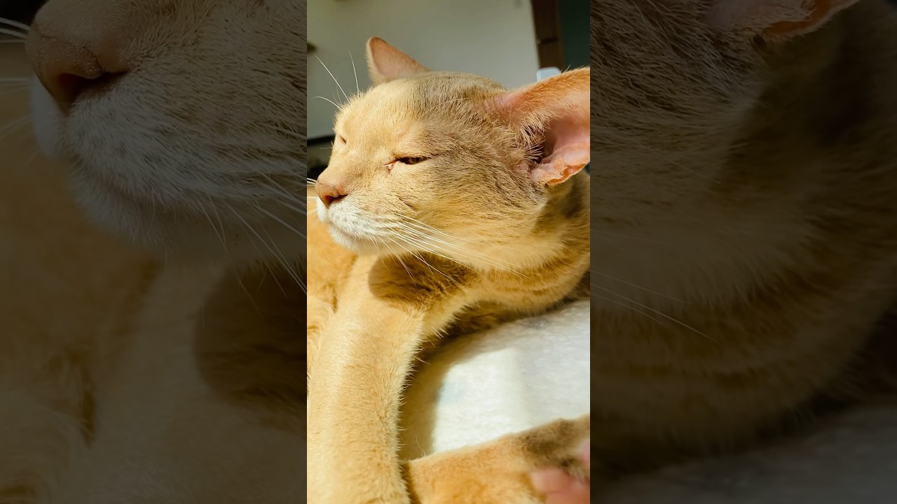 いいお天気〜#猫#いぶりん#アビシニアン#フォーン#cat#abyssinian#fawn#beautiful