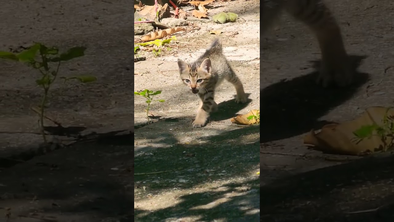 The girl pretended to be kind - Cho mèo nhằm kẻ xấu #khethui #cats #animals #funnycats #cat