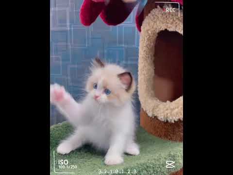 ラグドール 美しい八割り、人懐こく甘えん坊な抱っこが大好き❣️　シールポイントバイカラー