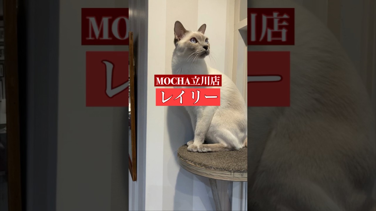 🐱レイリー🐱　(トンキニーズ♂)　猫カフェMOCHA立川店　2024/9/4 撮影分　　#日替わり猫カフェにゃんこ