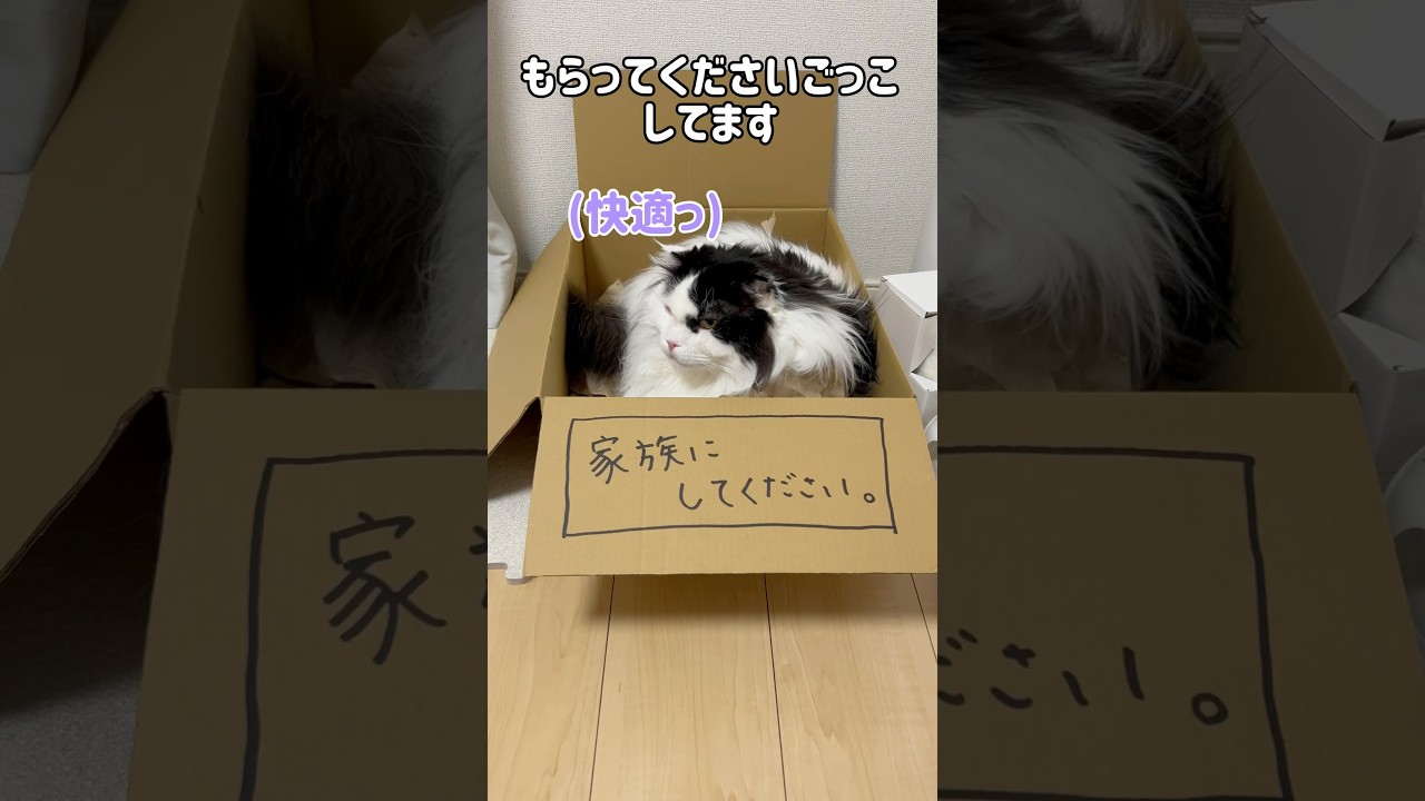 【もらってくださいごっこ】※ごっこなので悪しからず※  #shorts #cat #スコティッシュフォールド #ハチワレ #猫動画 #catvideos