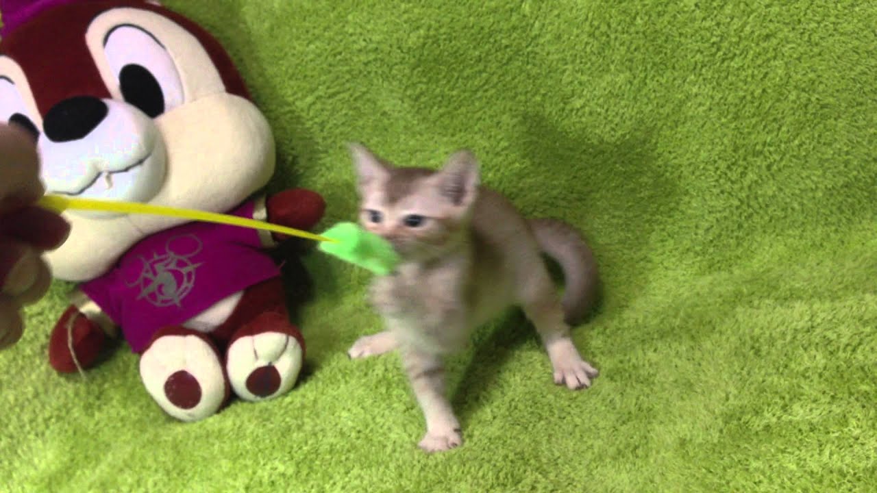 オシキャット★チョコレートティックドタビー