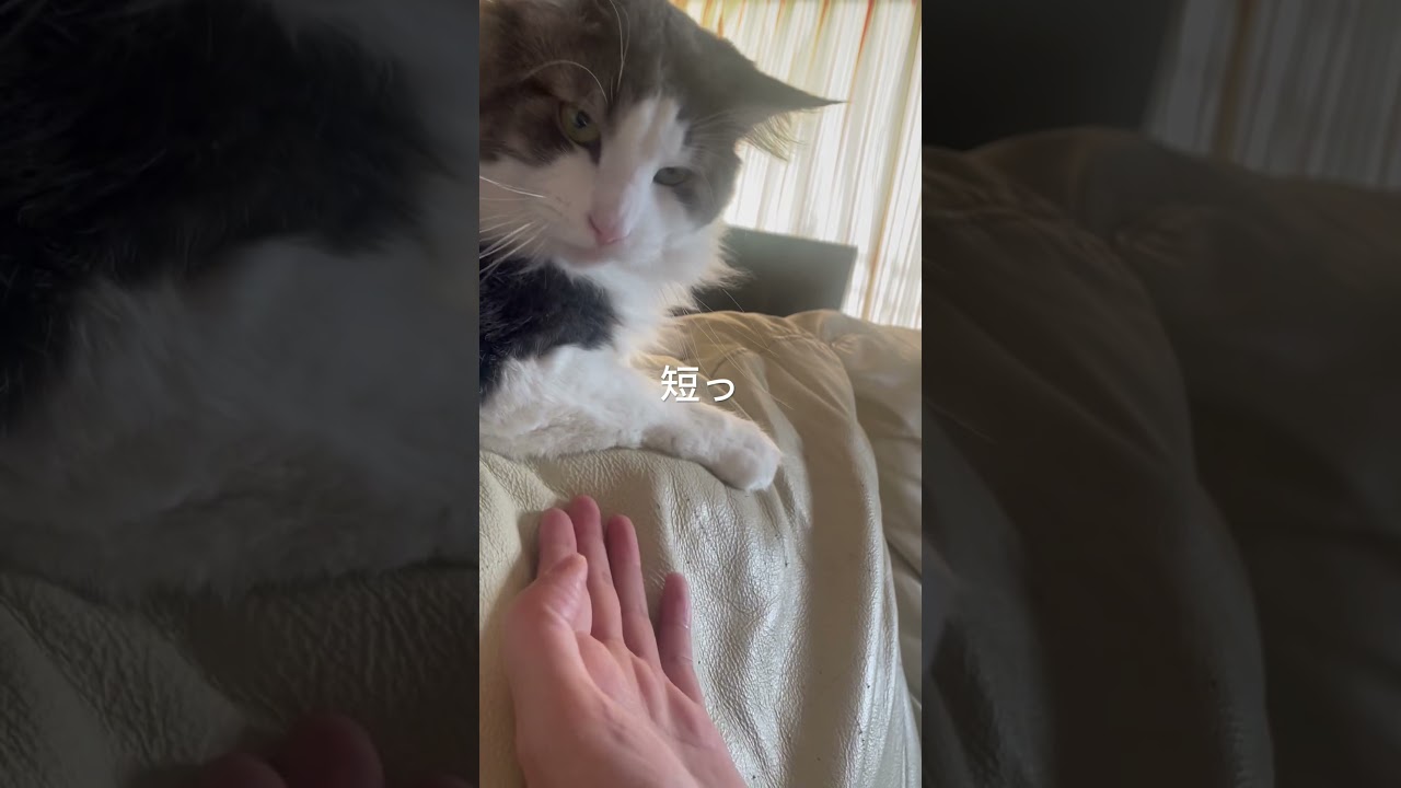 つれない猫#ノルウェージャンフォレストキャット