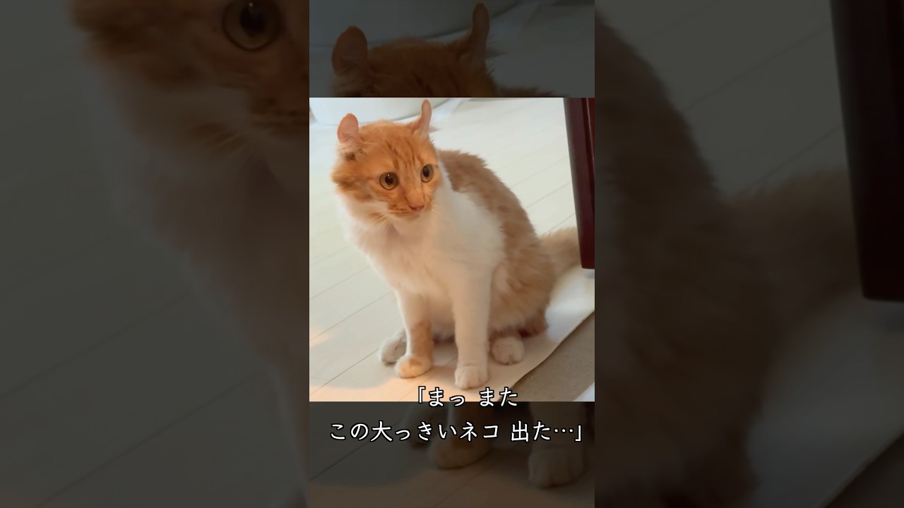 耳がカールした6か月歳の保護猫が先住猫に驚きのアピールをしました #shorts #捨て猫 #保護猫活動 #アメリカンカール