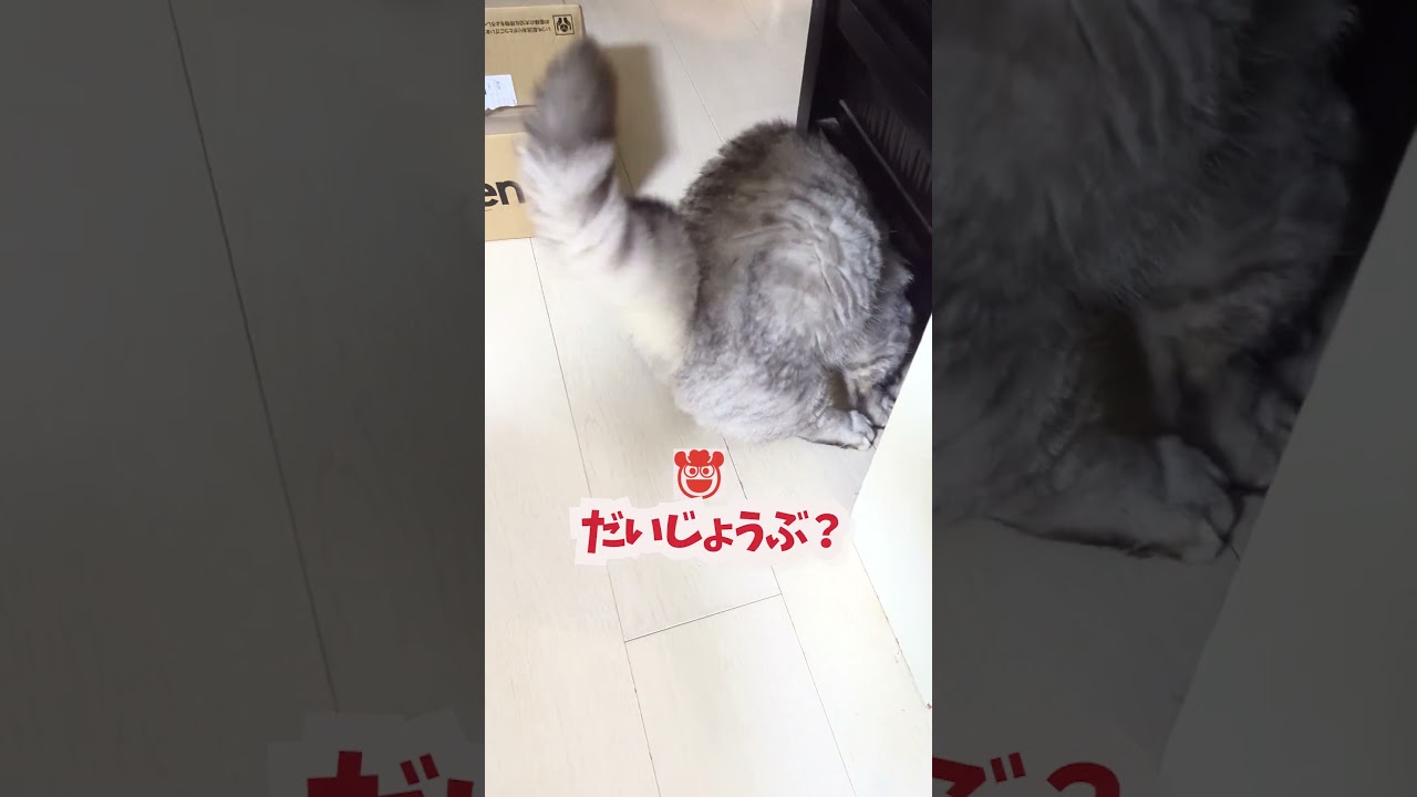 【ぽっちゃん家】ぽっちゃり猫の悲劇！　vol.66 #猫   #cat #animals #shorts