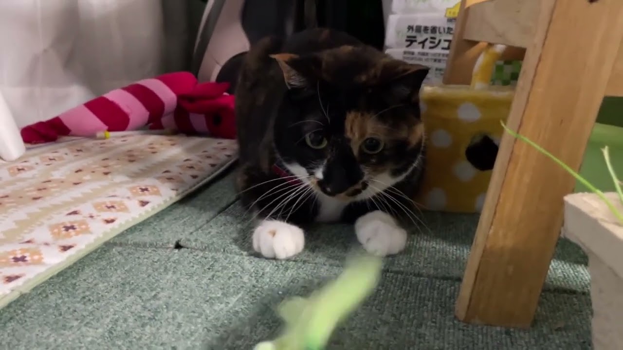 【保護猫1190日目】遊ぶ気2割の子猫