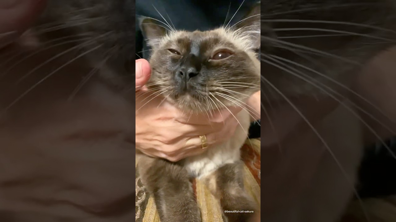 I spank the cat and the cat growls 😼 The cat growls | I spank my cat | angry cat growls