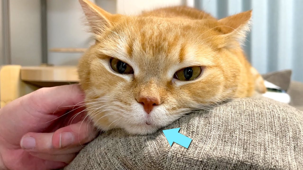 嬉しすぎてヨダレを垂らしちゃう猫