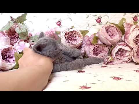 セルカークレックス ウェービーコート☆クール系個性的な次男くん　ブルー ソリッド（ショート）