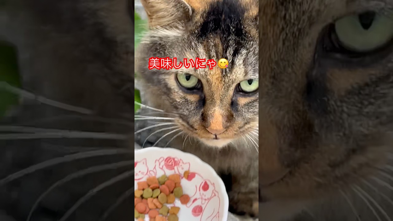 ゴージャスさんごはんに気づいて！😸#cat#japan#日本#short #猫動画#猫#ねこ#おもしろ#癒し#鳴き声#フサフサ