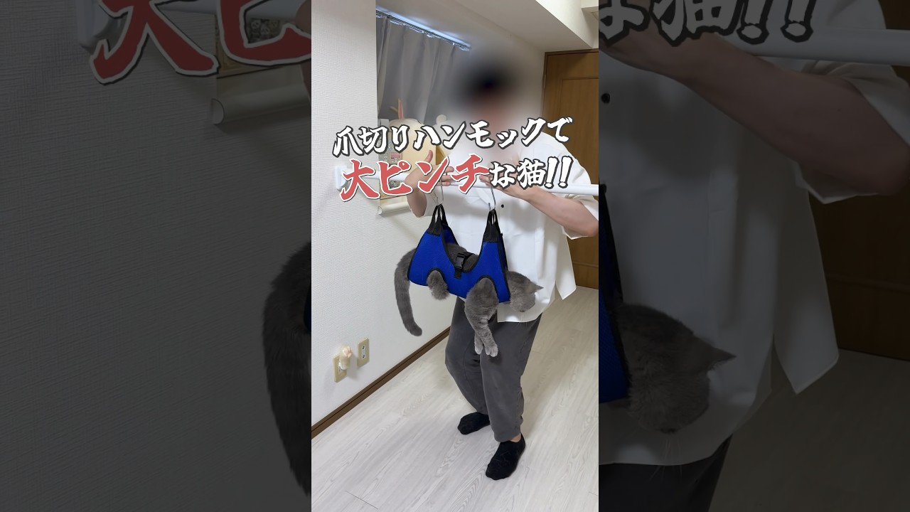 #猫 #猫動画 #ねこ #猫あるある #可愛い猫 #ブリティッシュショートヘア