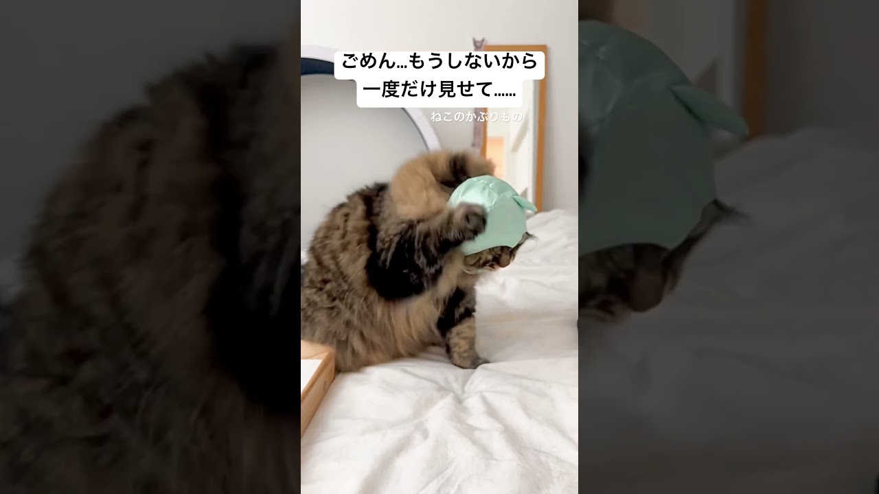 ネコの被り物　#サイベリアン #猫  #猫の被り物