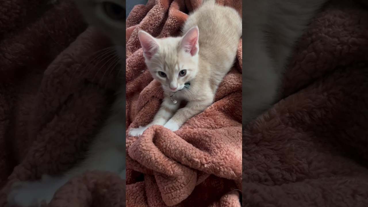 Kitten Kneading 🐱🥰 | Week 8 | Short 266 #cat #kitten #animals #cute #dailyvlog