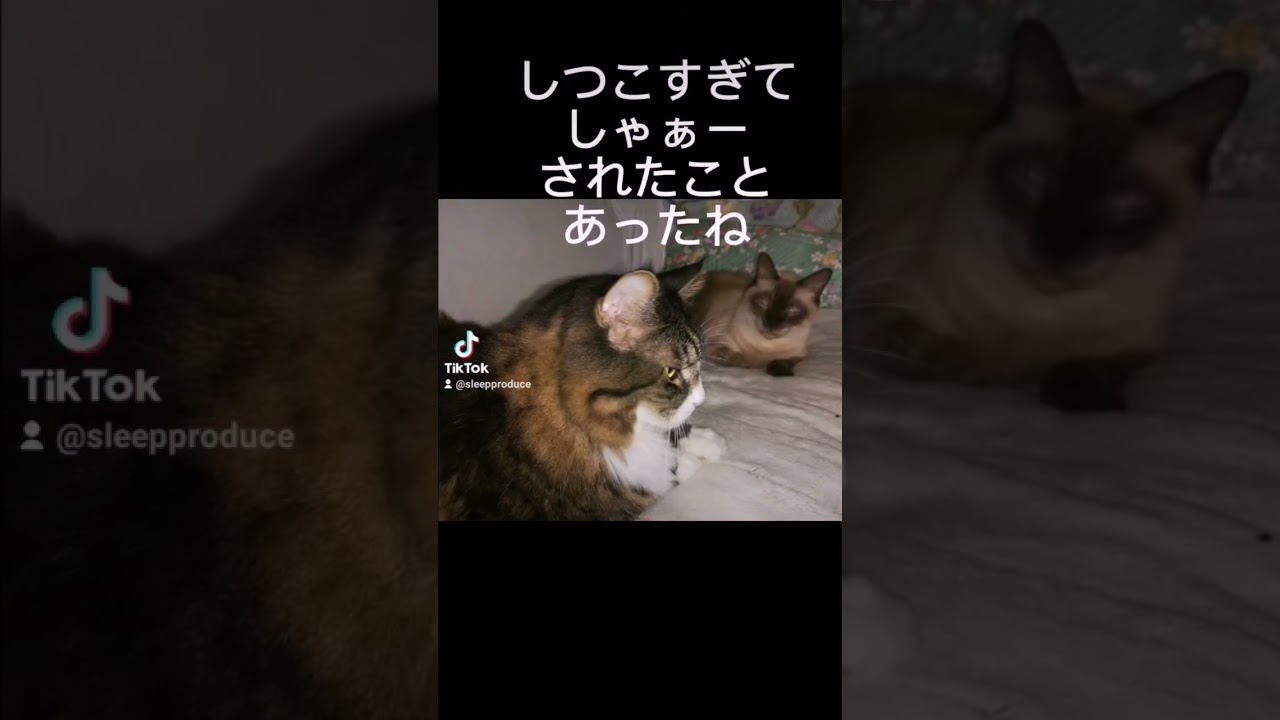 シャム猫#shorts #cat #猫 #シャム猫