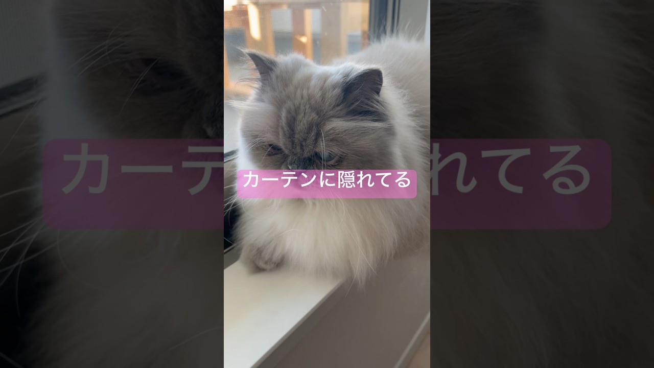 外が見たいのかな？ヒマラヤンのマーベル🐈 #shorts #うちのにゃんこ #cat #ヒマラヤン #猫のいる暮らし  #マーベル