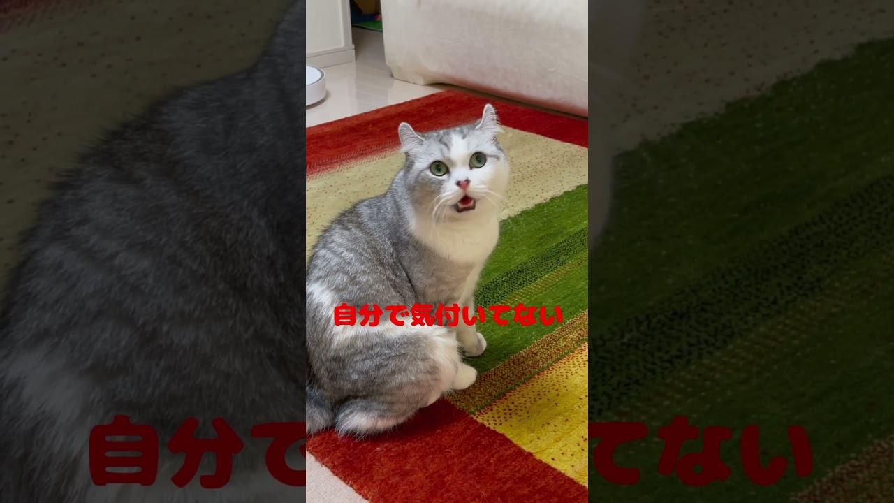 構ってほしくて口を開けっぱなしにする兄猫が面白すぎる