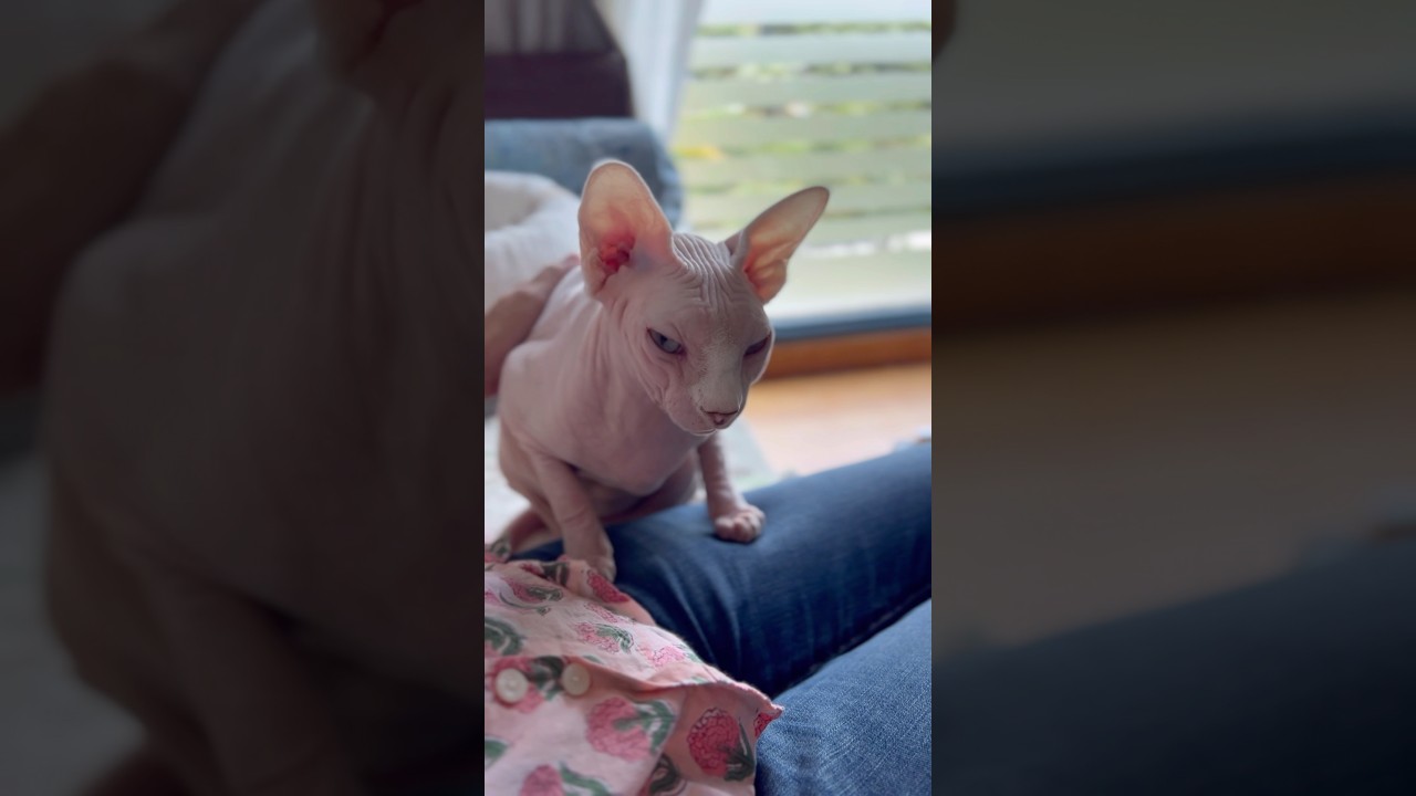 ママによく懐いている毛のない猫【スフィンクス猫】