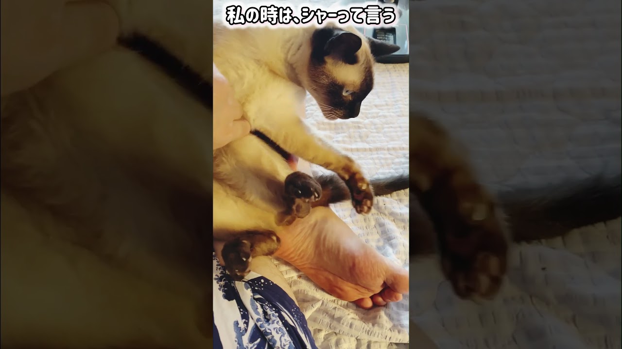 シャム猫ムーン🌙チャンネル・ムンちゃんの爪切り