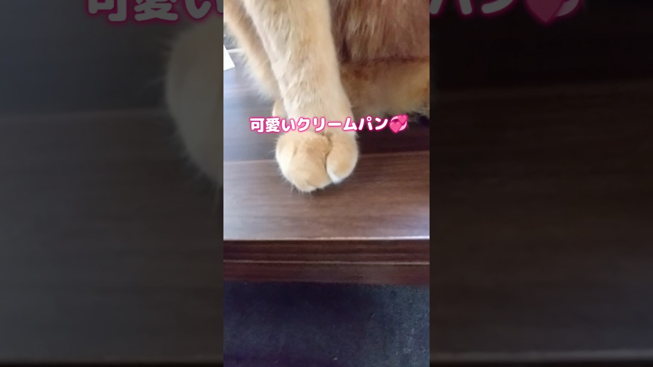 可愛いクリームパン💞誰のかなぁ〜？#shorts