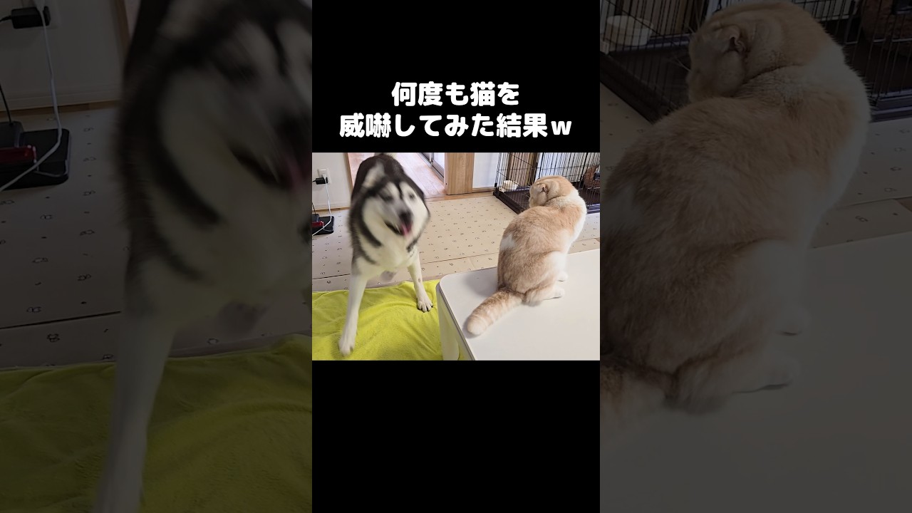 何度も猫に威嚇してみた結果...笑#shorts