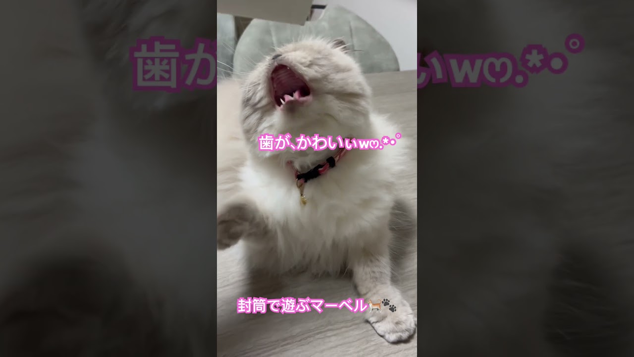 封筒で遊ぶヒマラヤンのマーベル🐈🐾 #shorts #music #ねこのいる暮らし #ねこのいる生活