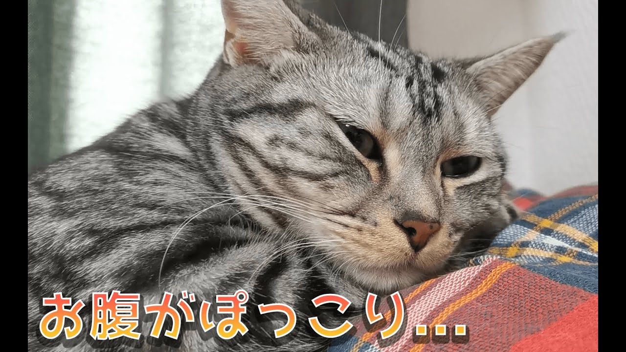 アメリカンショートヘア（猫）がでぶねこになってきた・・・