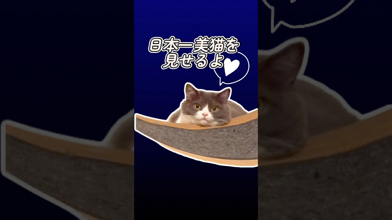 【日本一美猫の日常🐈‍⬛】それより部屋汚っ #お出迎え  #お出迎え猫 #お出迎えニャンコ #猫 #かわいい #ブリティッシショートヘアー #cat #cutecat #kittycat