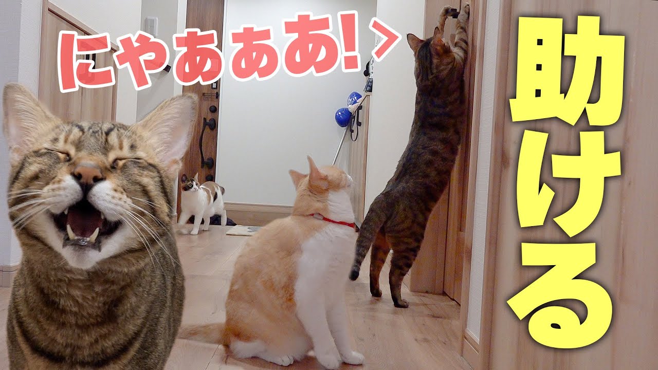 誰もいない部屋から急に子猫の叫び声が聞こえてきて全力で救出しようとする猫たち
