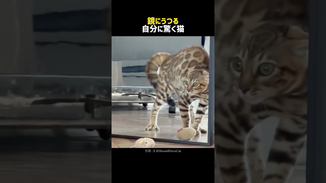 鏡にうつる自分に驚く猫