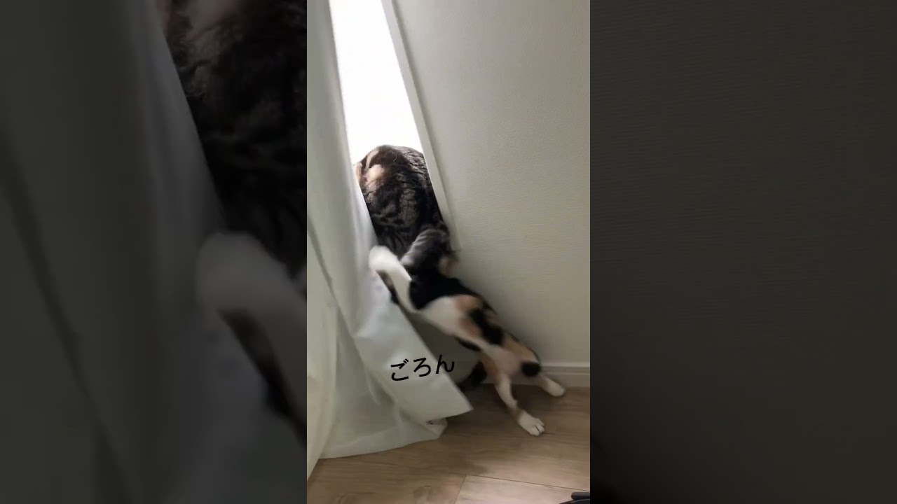 しっぽで遊ぶちまきと見守るちろる #ねこ #マンチカン #ねこのいる生活 #アメショー#保護猫