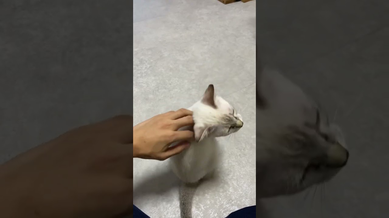 なでなで　#元保護猫　#シャムトラ　#シャムミックス　#cat #猫耳 #kitten #シャムmix  #子猫 #猫耳