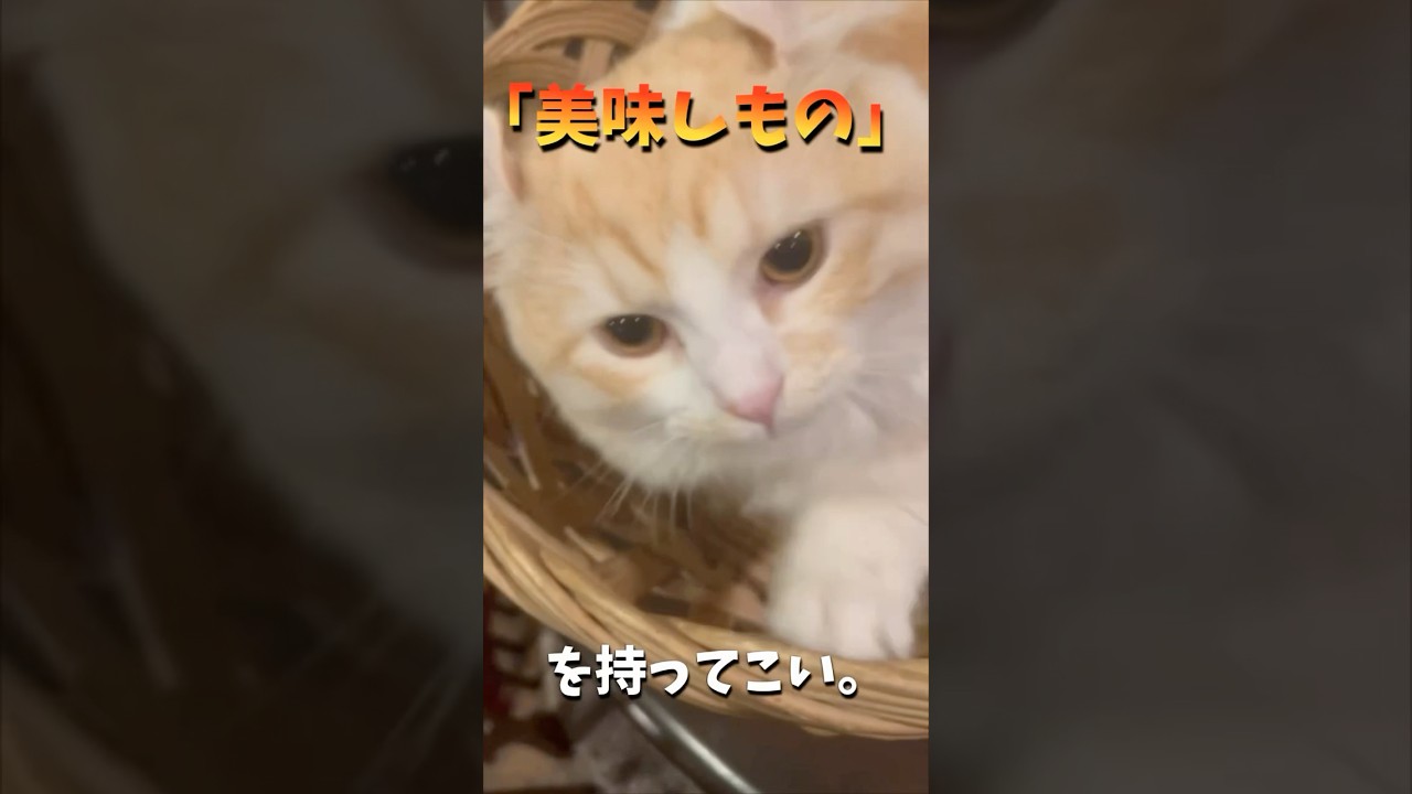 【キンカロー】ウマしものを持って来い！【マンチカール】