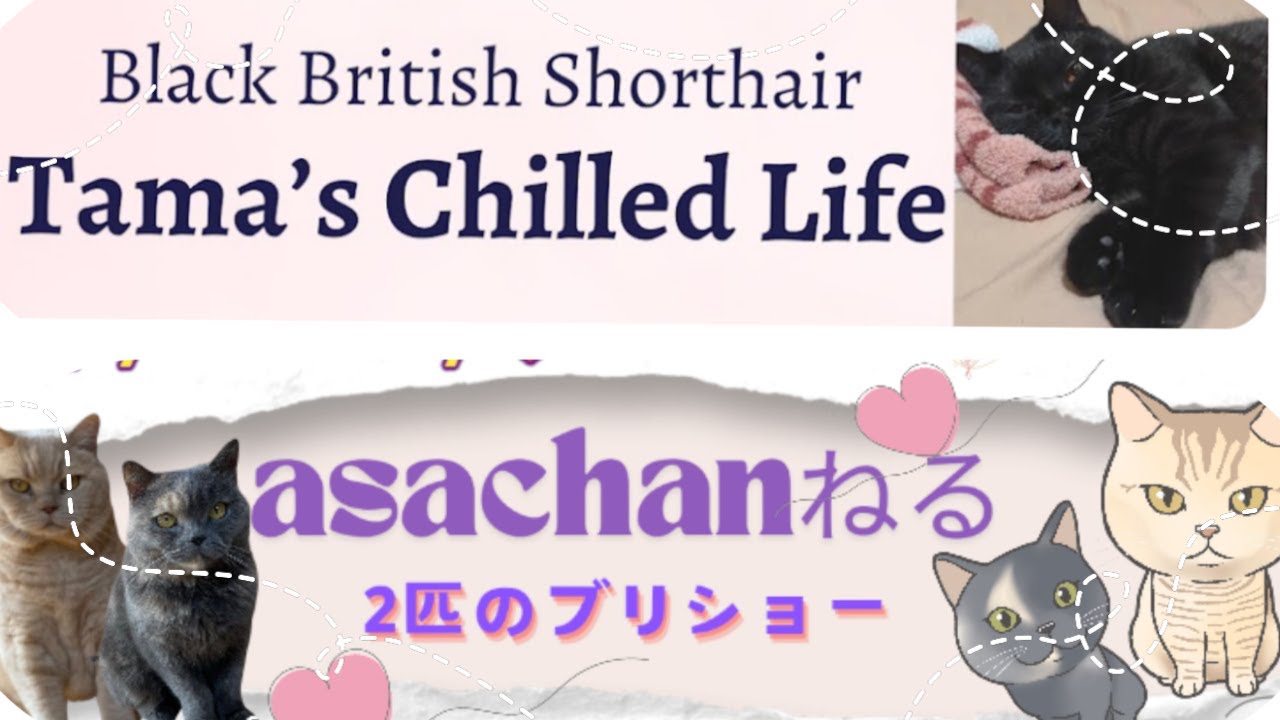 深夜のお家猫カフェライブ配信　サブ＆タマ　　コラボ配信★