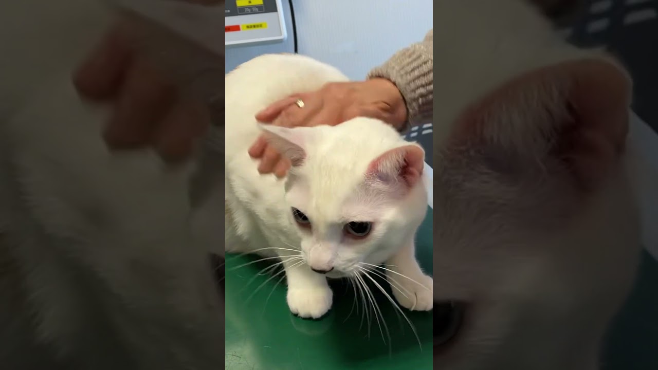 病院の先生の隙を見て逃げようとする弟猫