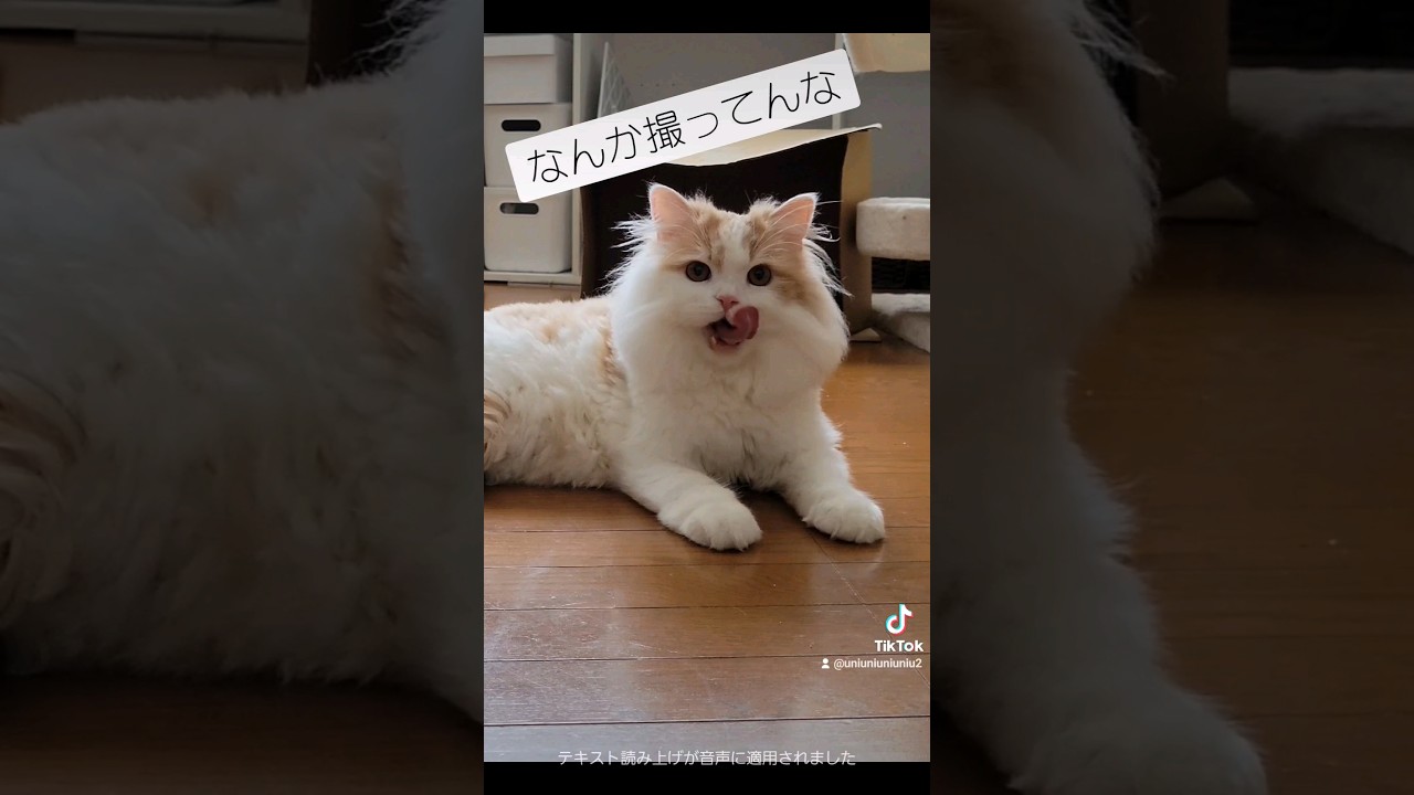 にゃんですかぁ？ #ラガマフィン #猫動画 #cat #子猫