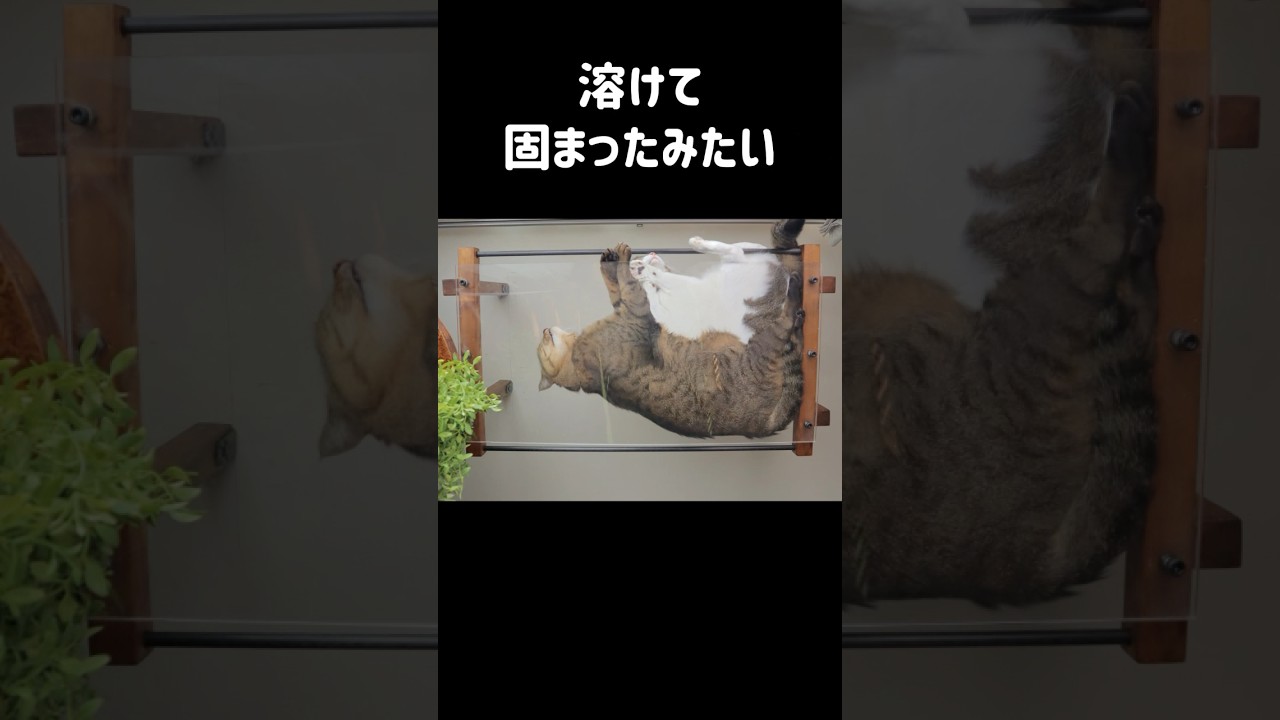 【保護猫】子猫の頃から仲良しの２匹｜ずっと一緒にいると…こうなった