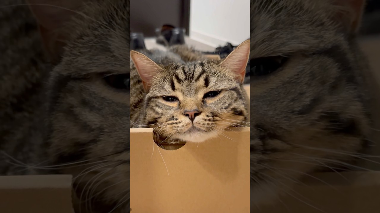 【猫動画】猫にダンボールの罠を仕掛けた結果...笑 #shorts