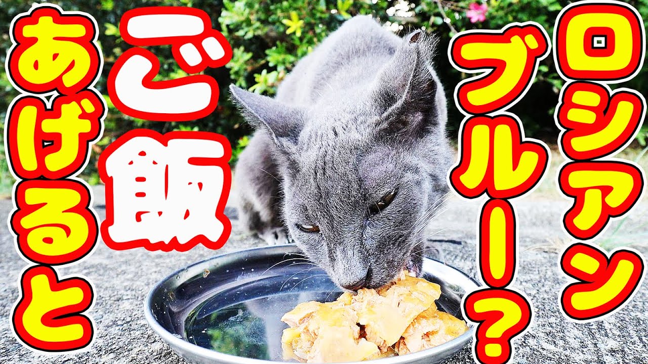 ロシアンブルー？な猫にご飯をあげたら・・・  地域猫ボランティアさん急逝後に火事エリア 癒され野良猫動画 感動猫動画