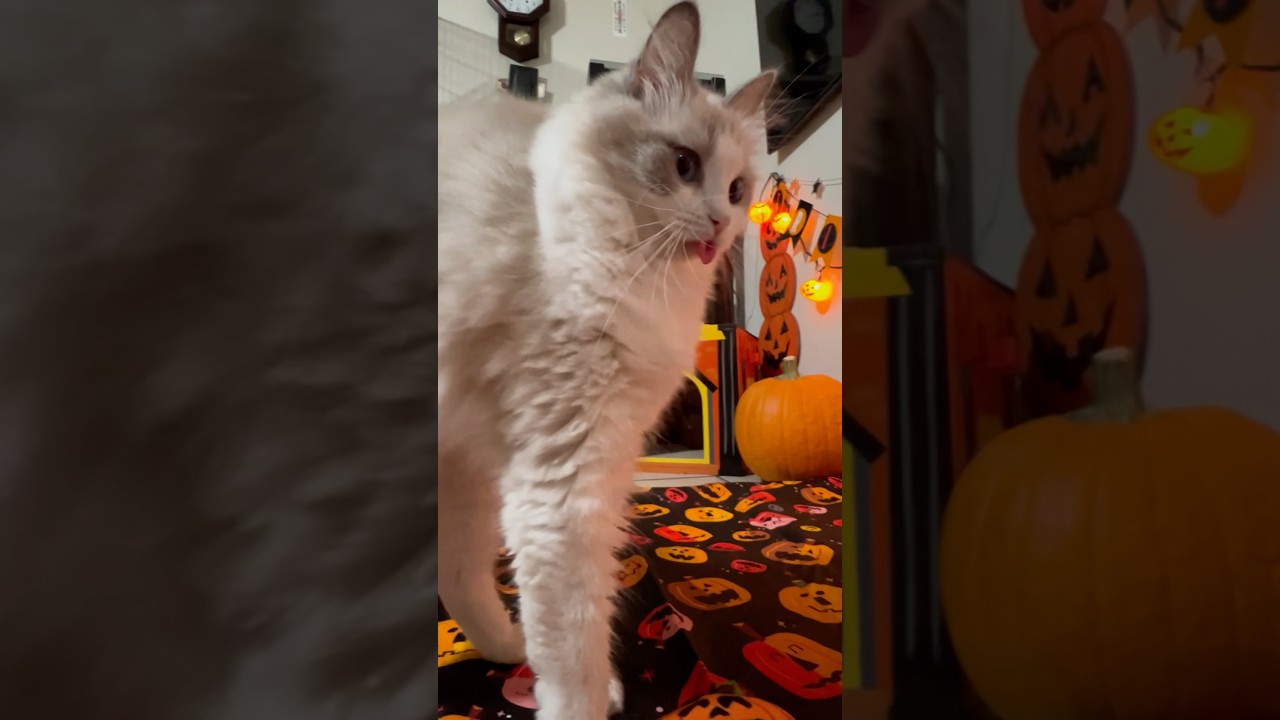 👻誰か呼んだか？👅「ゴーストバスターズ」#shorts #ラグドール #猫