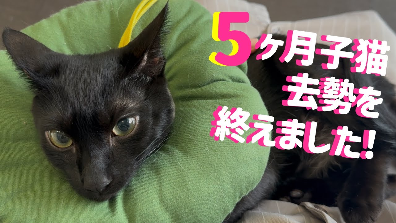 5ヶ月の元保護猫が避妊手術をした結果【#多頭飼い】