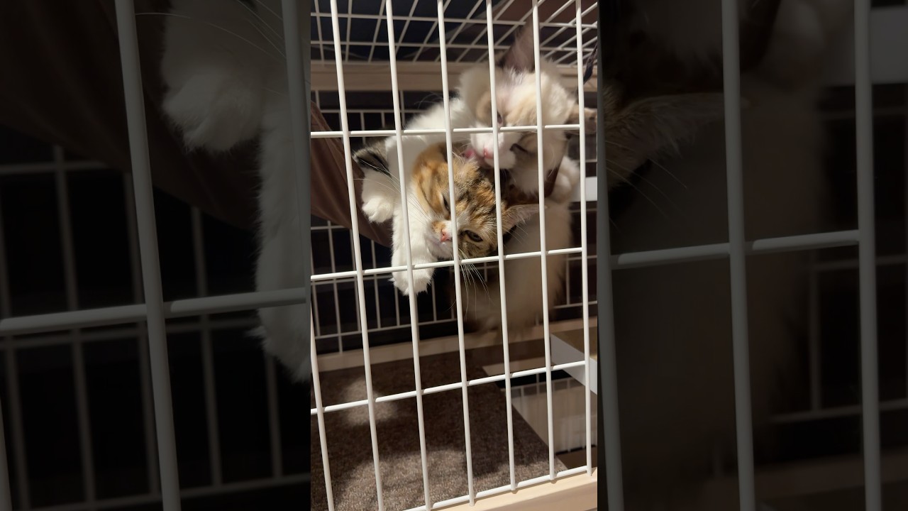 ちょっと嫌そう #マンチカン #ラグドール