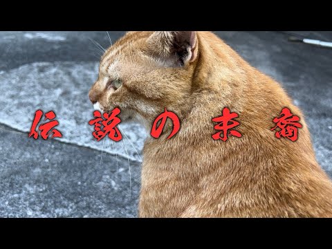 伝説の末裔