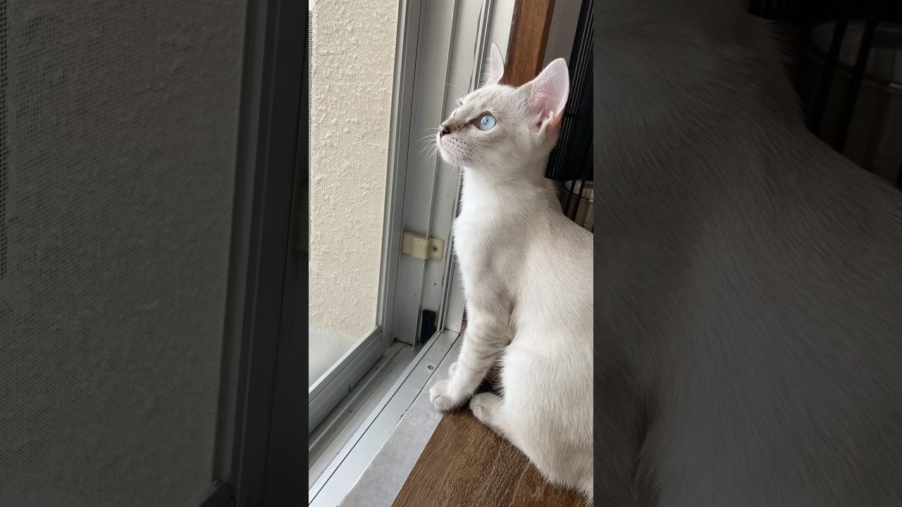 にゃるそっくのちゅう　#元保護猫　#シャムトラ　#シャムミックス　#cat #猫耳 #kitten #シャムmix  #子猫 #猫耳