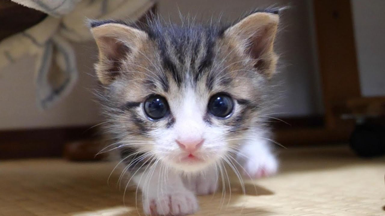 子猫がおめめをキラキラさせてこっちに迫ってきます【赤ちゃん猫　保護猫】