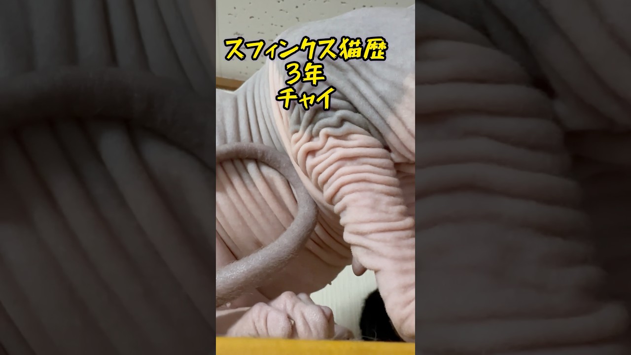 スフィンクス猫チャイ人生を語る（猫生か･･･💦）#shorts#cat #猫 #sphynx