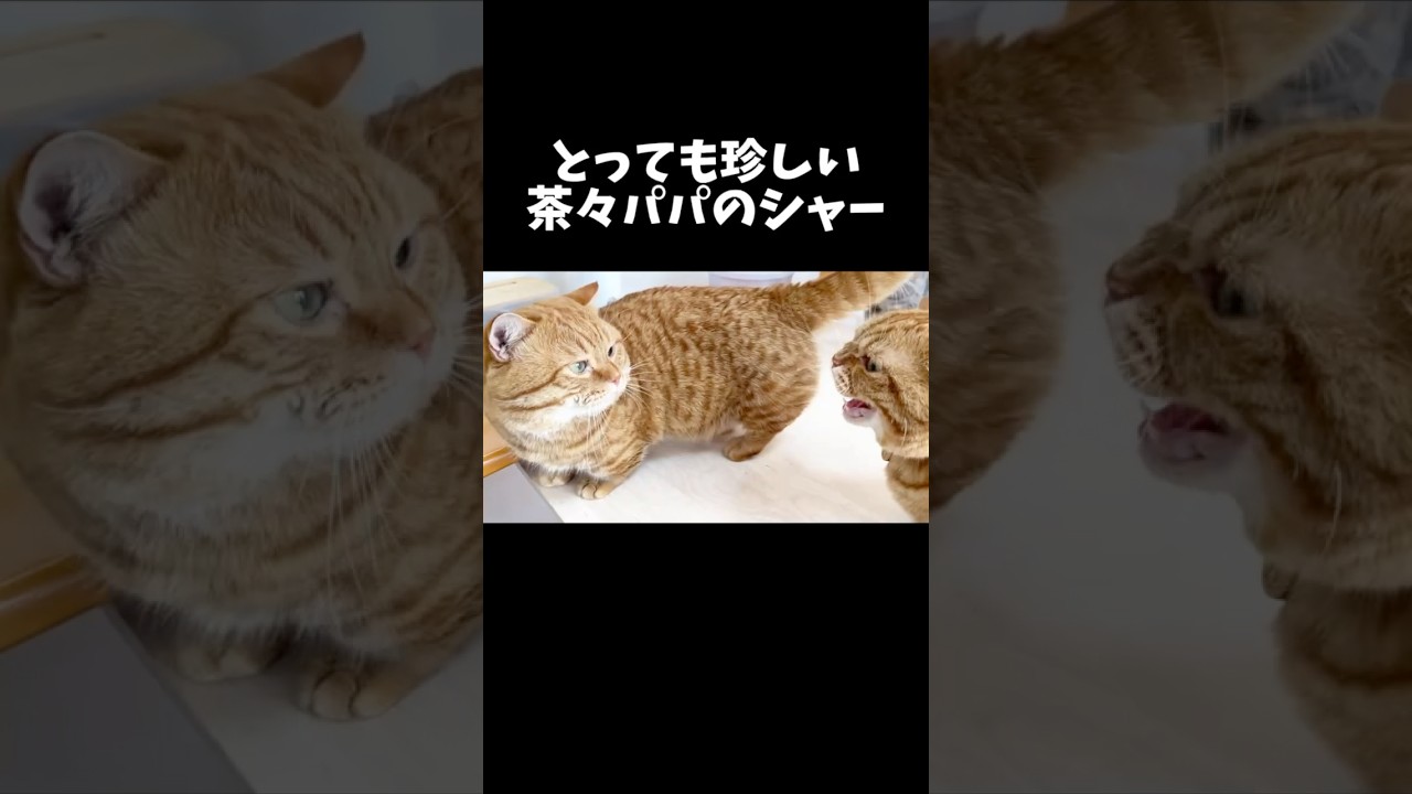 とっても珍しいパパ猫のシャー #猫 #マンチカン #shorts