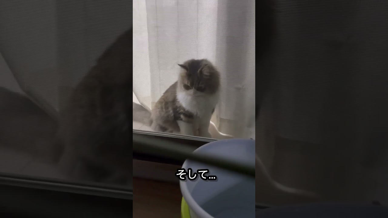 ガーデニングに猫はつきものは #ねこ #ラガマフィン #猫 #猫のいる暮らし