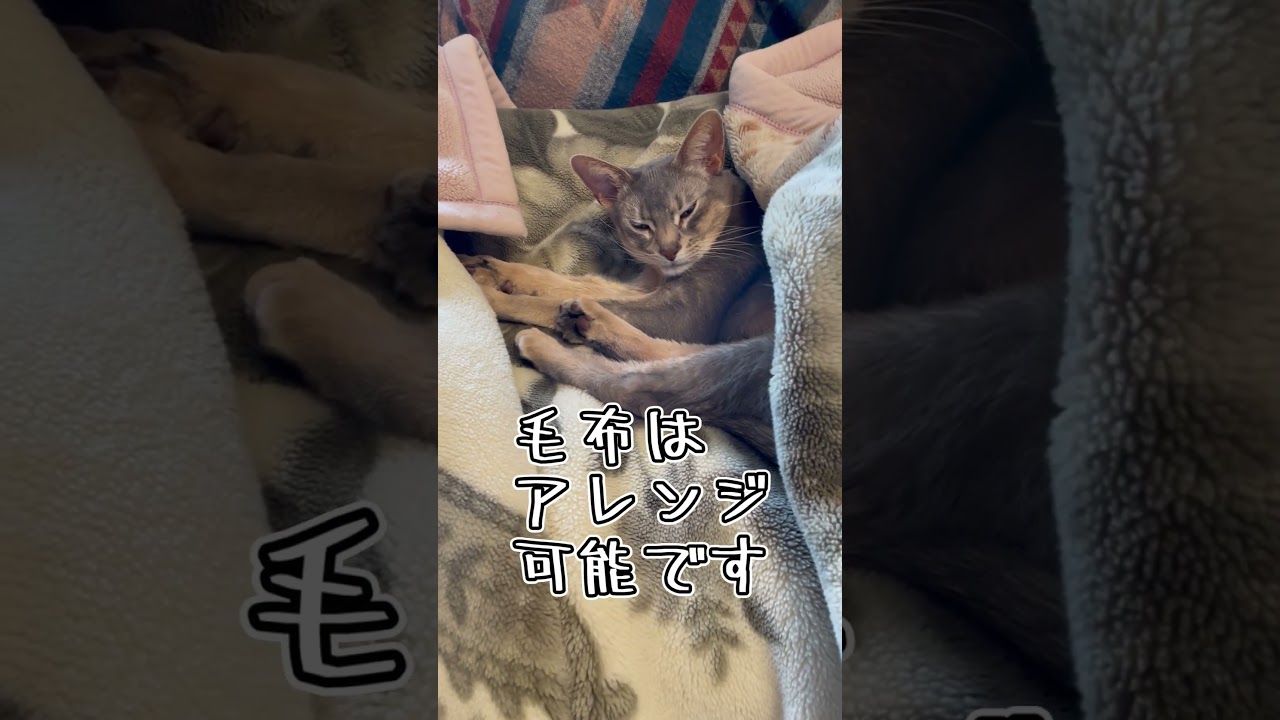 アビシニアンとは その18 #shorts #猫 #アビシニアン