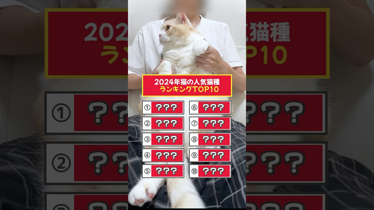 #cat #ねこ #猫のいる暮らし #猫 #猫好きさんと繋がりたい #スコティッシュフォールド